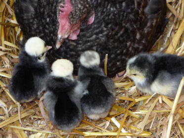 Poland chicks with maran hen.