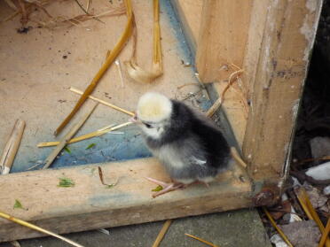 A white crested black poland chick