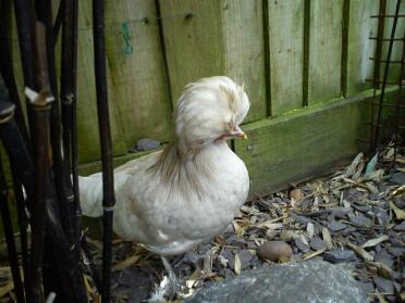 A poland chicken.