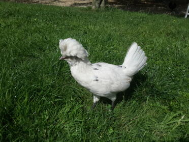 White polish hen