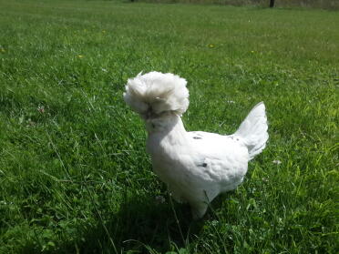 White polish hen