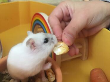 Hamsters love getting little treats!