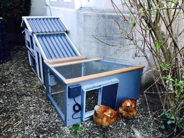 Omlet Grey Automatic Chicken Coop Door Attached to Wooden Chicken Coop with Chickens outside