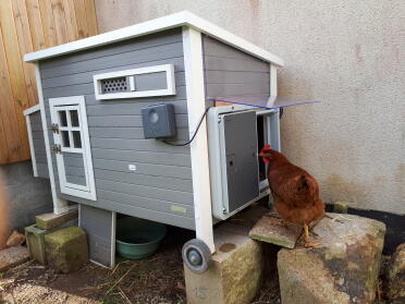 Chickens love having the autodoor on their coops!