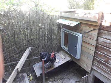 Omlet Grey Automatic Chicken Coop Door attached to Wooden Chicken Coop