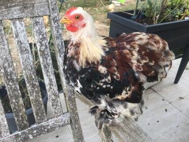 Chicken sitting on chair armrest