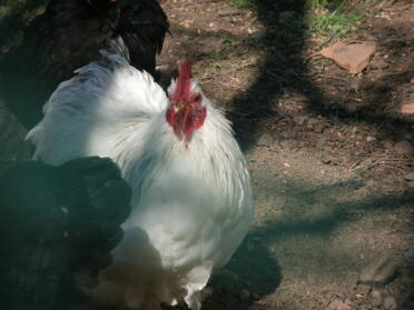 Chicken in garden