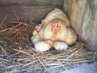 Chicken sitting down with their chicks in coop