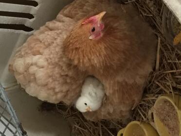 Chicken sitting down with their chicks in coop