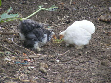 Chickens inspecting the ground