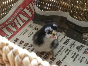 What a sweet Pekin Bantam chick!