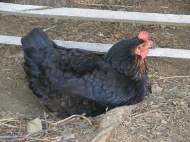 Chickens love to cool down in a dust bath!