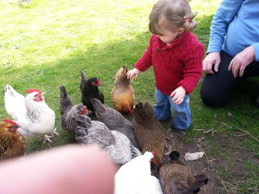 This girl loves her chickens!