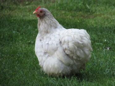 Chicken in garden