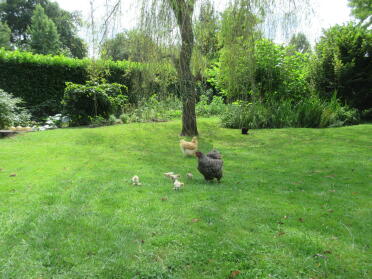 Chickens in garden