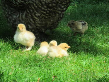 Chicks in garden