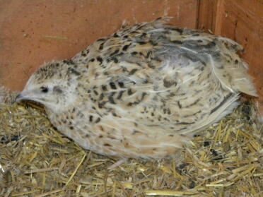 A jumbo giant quail