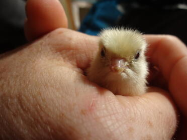 Baby Japanese Quail 