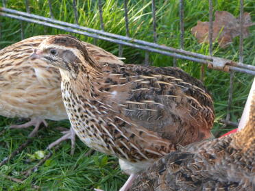 Quails make great pets!