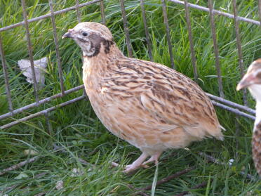 Quails make great pets!