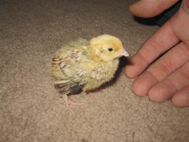 1 week old italian quail.