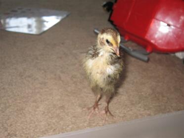 1 week old tuxedo quail.