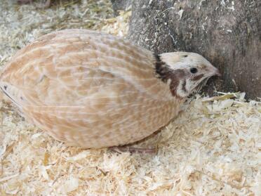 Italian Quail