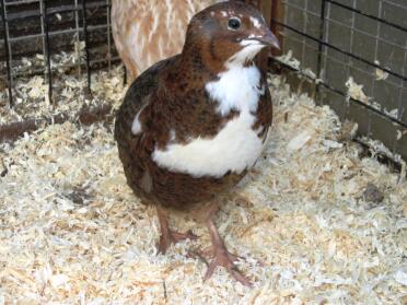 Tuedo Quail in a cage.