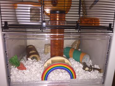 Hamsters love having plenty of toys to play with!