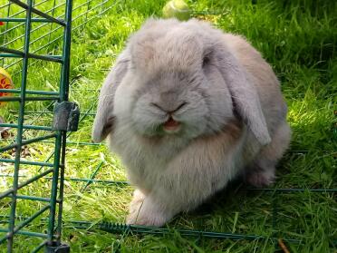 What a fluffy mini lop bunny rabbit!