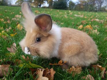 Bunnies are cute