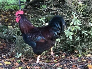 Rhode island red cockerel