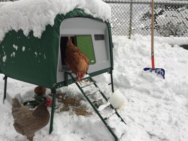 Chickens love a white christmas!