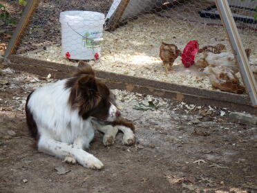 Rocky keeping an eye on his girls.