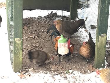 Chickens love snacking from the peck toy!