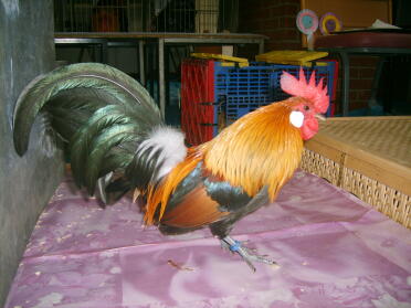 Rooster posing