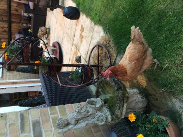 Sadie drinking from the fountain