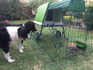 Sally & violet in their new home