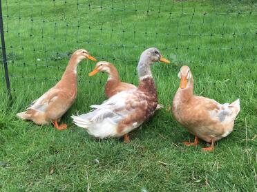 Ducks can use chicken fencing too!