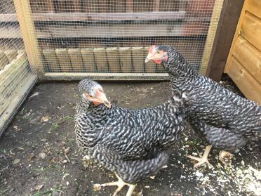 Scott's grey chickens (eggna and mrs cluck!) 