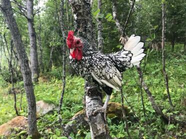 Chickens love to have space to explore!