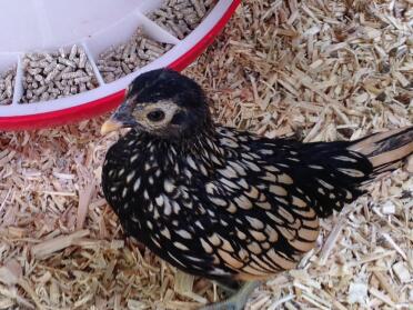 Seabright pullet