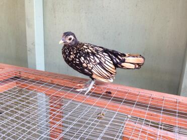 Seabright pullet