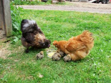 Silk chickens