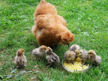 Silk chickens