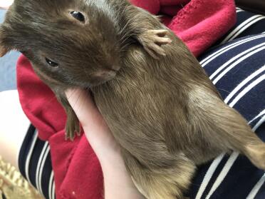 This guinea pig is chilling.