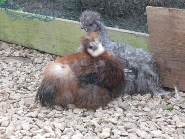 Silkie pullet and cockerel.