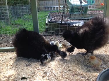 2 large fowl silkies & 11 hatched chicks