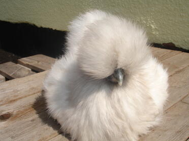 Lavender silkie