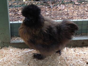 Miniature partridge hen